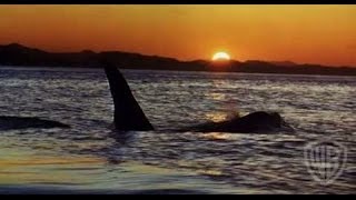 Free Willy Movie Tamilyogi Trailer