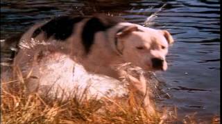 Homeward Bound: The Incredible Journey Movie Tamilyogi Trailer